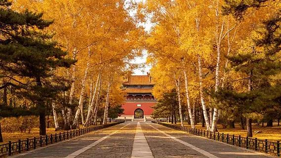 沈阳北陵公园清昭陵秋日神道白桦林